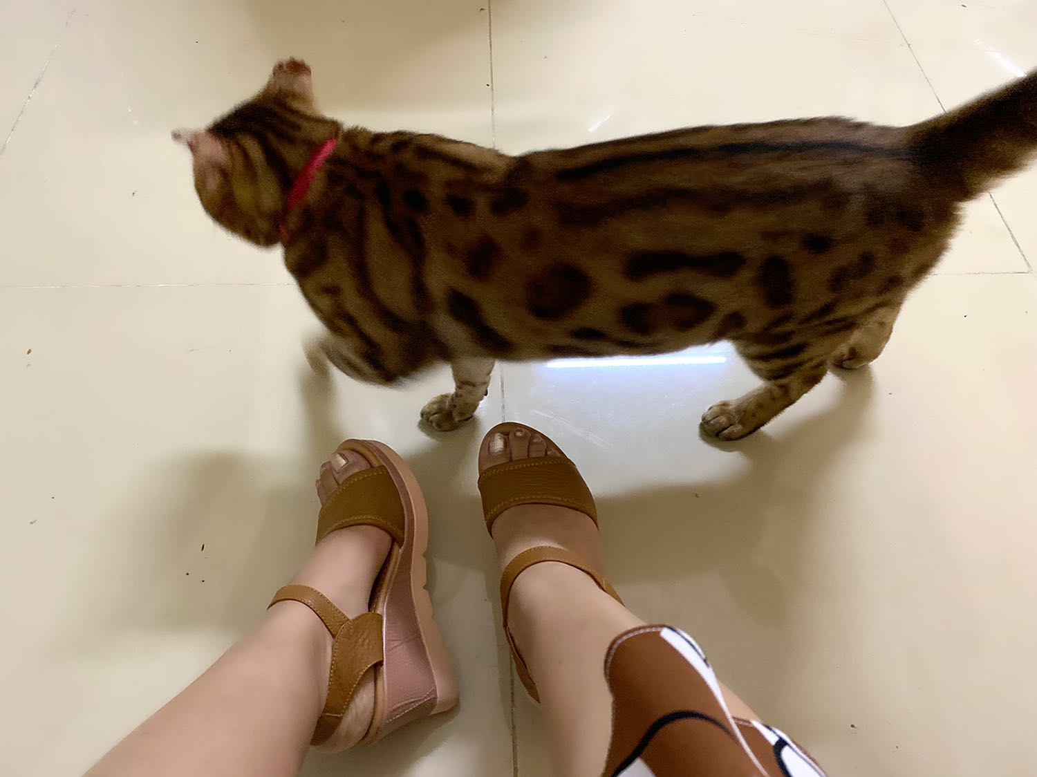 Giày đẹp, mang rất êm chân, quai dán xé rất tiện , cao vừa phải, khoảng 7 cm. Rất ưng ý! Giày đẹp, mang rất êm chân, quai dán xé rất tiện , cao vừa phải, khoảng 7 cm. Rất ưng ý!