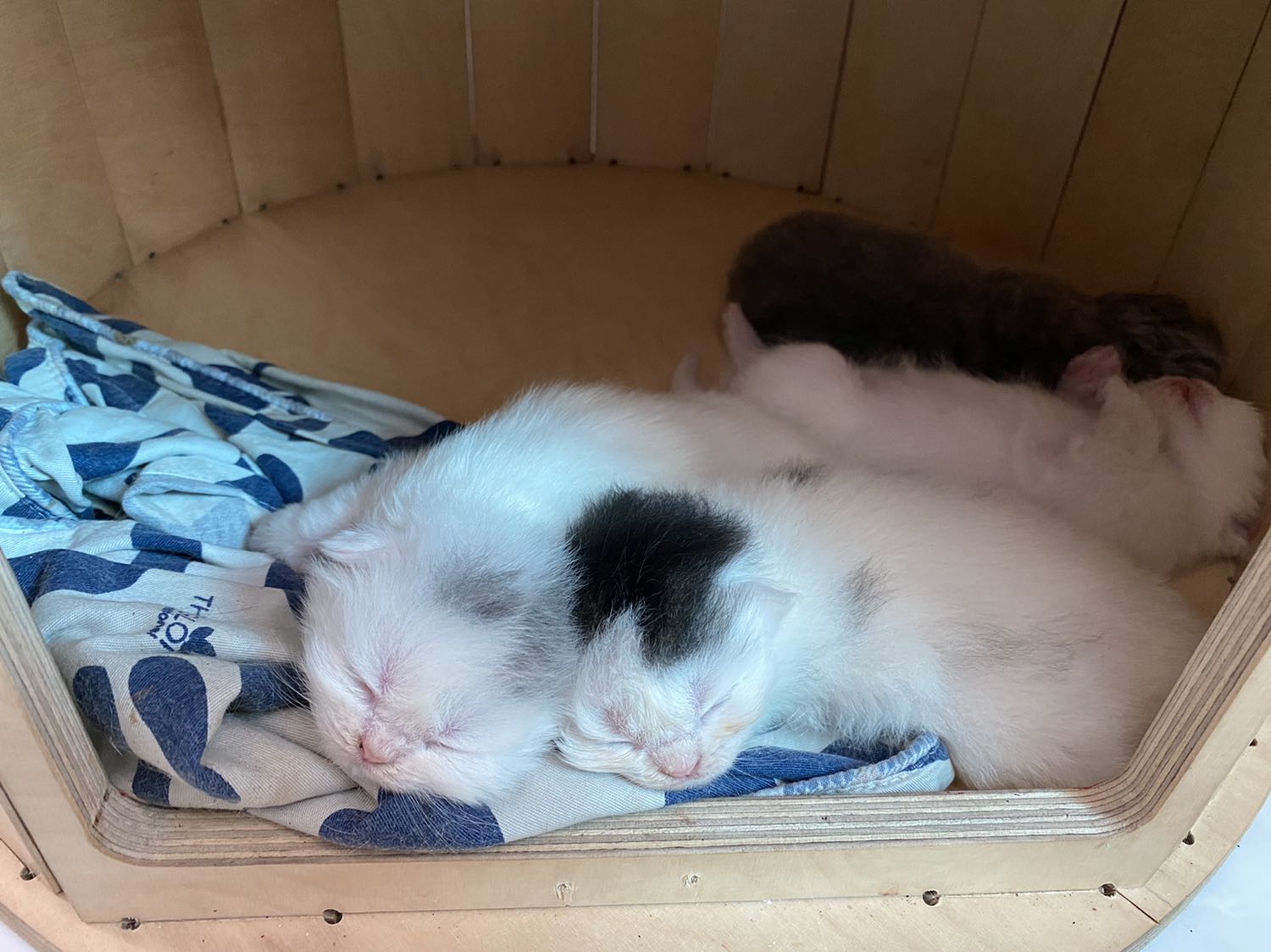 Khoen xỏ giây nhỏ.