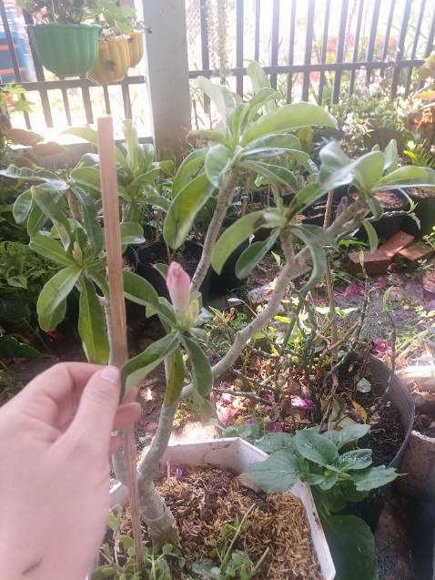 Hoa chưa nở ko bít đúng như mình đặt ko. Nhưng cây to và khỏe