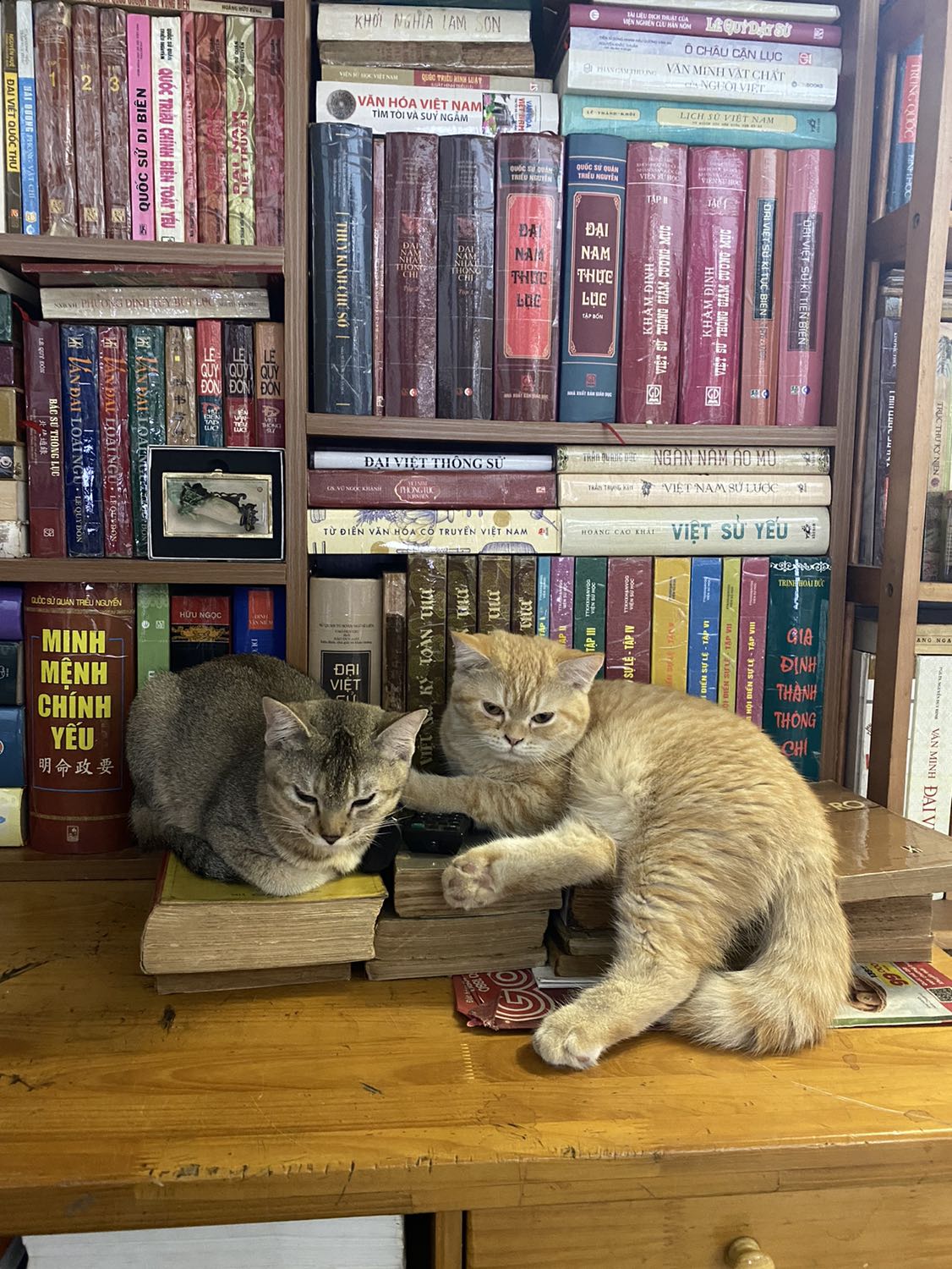 Tình yêu vượt qua thù hận