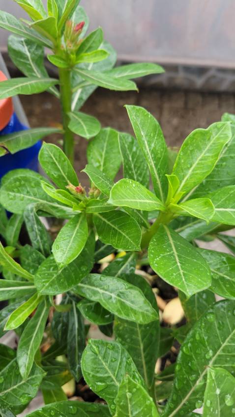 Cây ko giống màu.Chọn mua cây màu vàng nhưng giao cây màu đỏ hay hồng gì đó.Lúc giao cây trơ trụi không có lá chỉ được gốc cây.Trồng mãi mới ra hoa.Hoa ra rồi THẤT VỌNG QUÁ