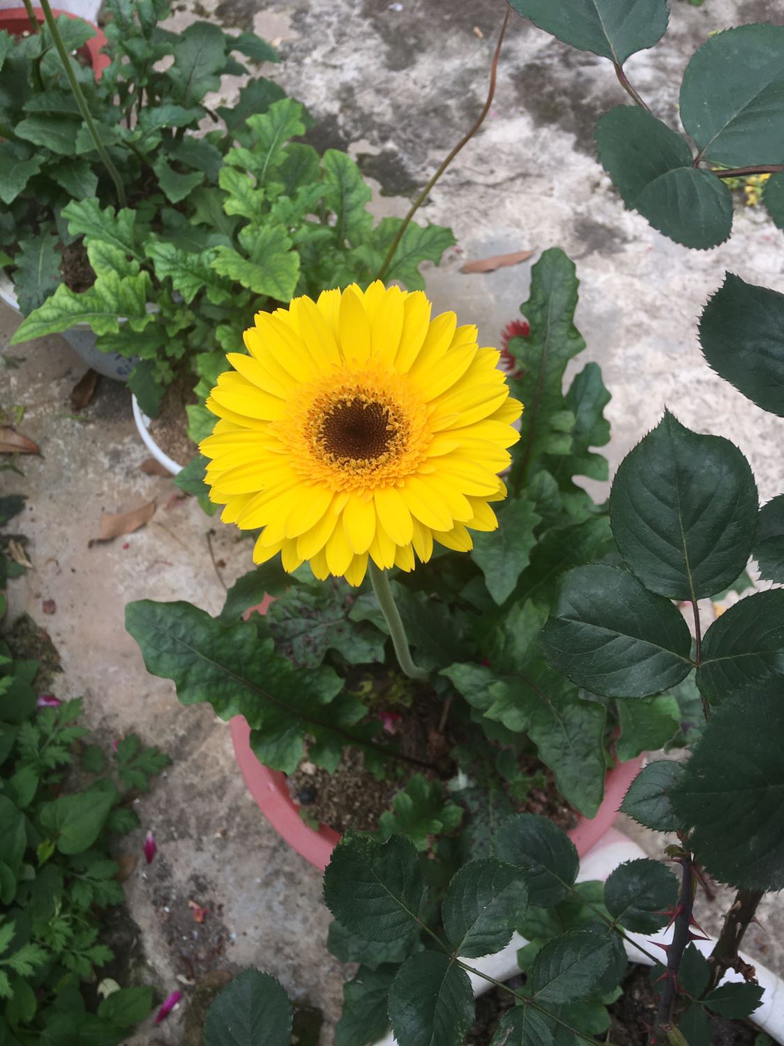 vị khó uống, quá ngọt.....