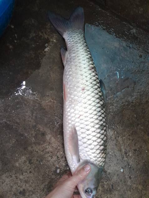 Giao hàng nhanh, đủ số lượng, dây khá đẹp, phù hợp giá tiền, sẽ ủng hộ lần sau ạ