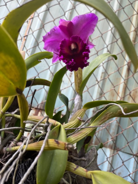 Hàng dùng ok đấy