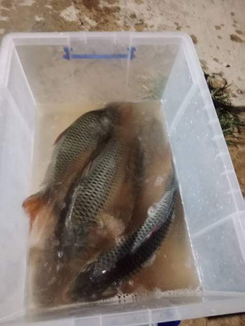 Giao hàng nhanh sản phẩm tối đánh giá 5 sao lần sau ủng hộ shop tiếp