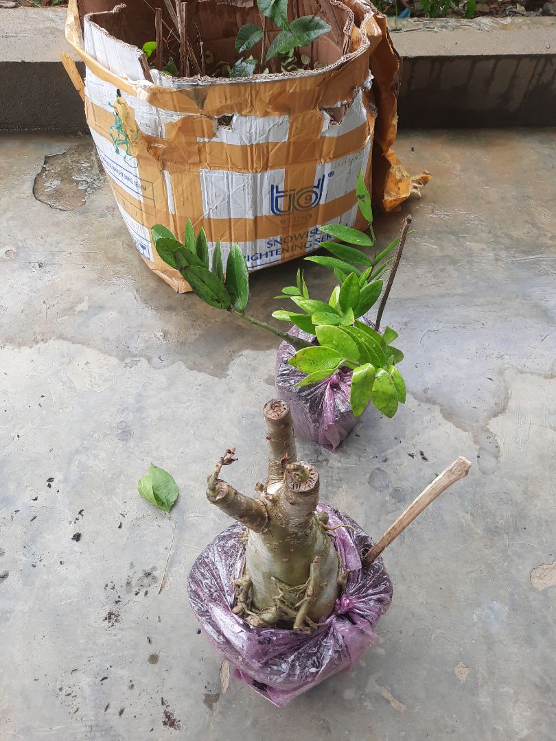 Cái này cũng tạm tạm