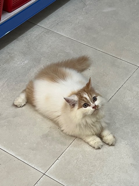 Đẹp chắc chắn