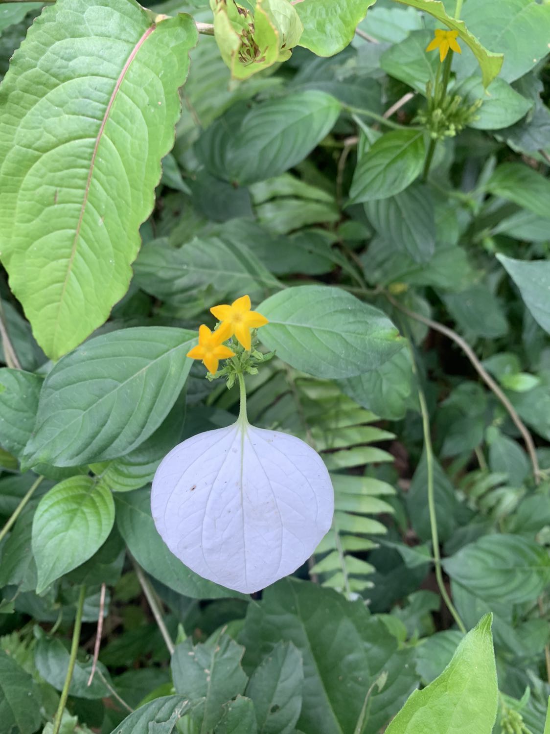 Sách đẹp. Chất lượng in tốt. Nội dung phù hợp.