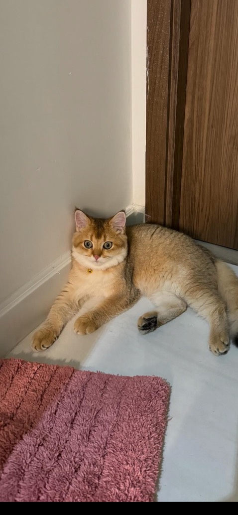 lò tốt lắm , chiên cá rất dở. , nhưng nấu cơm lại chua