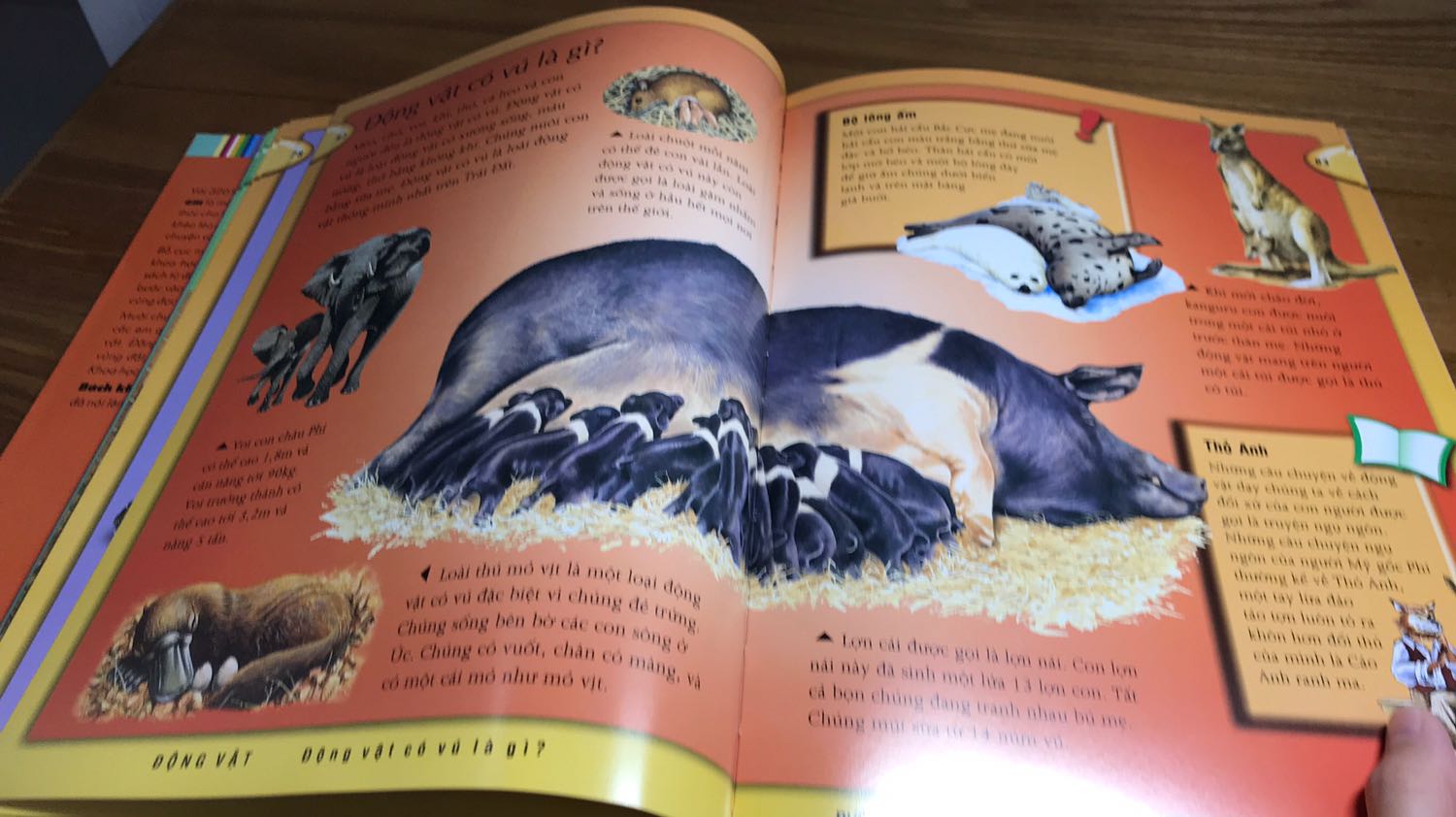 Tiki giao hàng nhanh. 
Quyển Bách Khoa này bao gồm về động vật, trái đất, không gian, cơ thể...
Sách cũng khá dày, bổ ích và thú vị. Rất hài lòng