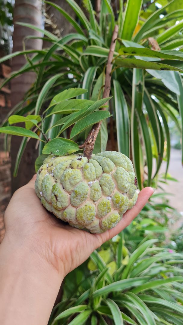 giao hàng nhanh, hàng nguyên vẹn, chất lượng chưa biết, tại là hàng mang biếu, nhưng mẫu mã đẹp, giá cả hợp lý 👍