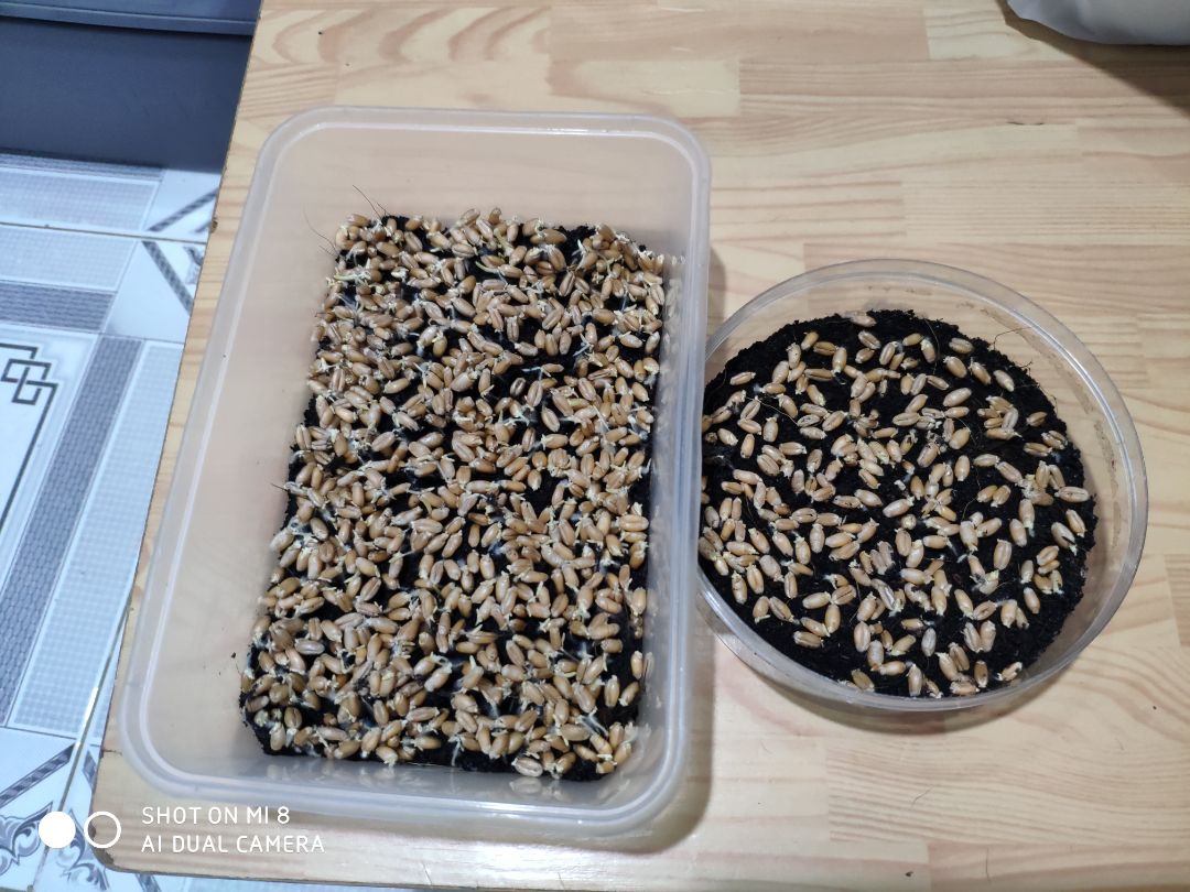 Hi, em miu nhà mình khoái lắm lun, em cún thì có ngắt vài miếng ùi thui.
Bịch hạt giống gieo lên rất năng suất lun, Thanks Shop and Tiki!