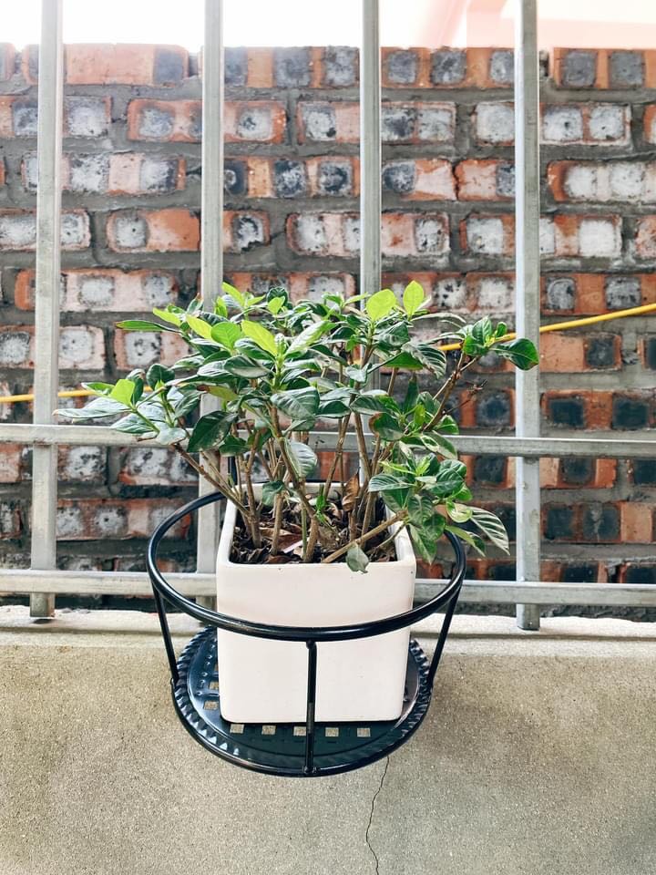 Mua lâu lắm rồi mà quên đánh giá. Hàng tốt, giá ổn, shop chuẩn bị hàng hơi lâu, bên vận chuyển giao nhanh.