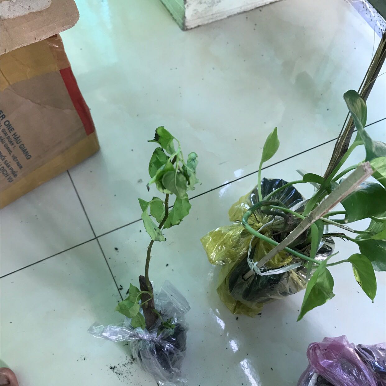 Shop gửi cây gì được cái mầm héo queo sắp chết Shop gửi cây gì được cái mầm héo queo sắp chết