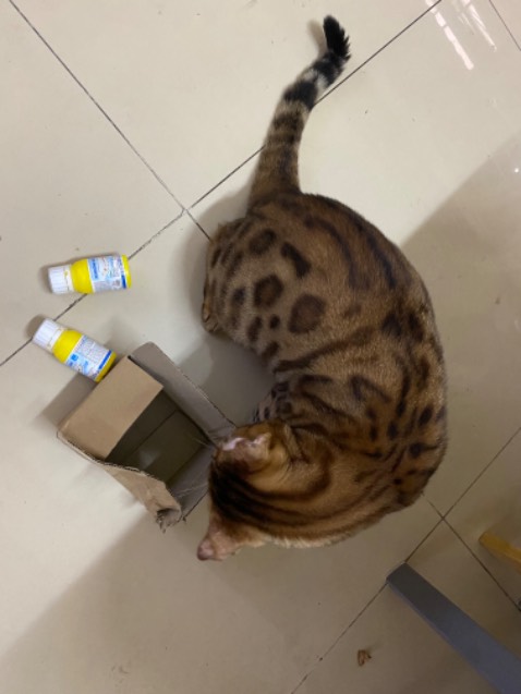 Thuốc diệt kiến 🐜 gián 🪳 này rất hiệu nghiệm, bôi vào các kẽ tủ , kẽ tường …là hôm sau thấy gián 🪳 lăn ra chết như ngả rạ. Date còn xa , tới 01/2024. Thuốc diệt kiến 🐜 gián 🪳 này rất hiệu nghiệm, bôi vào các kẽ tủ , kẽ tường …là hôm sau thấy gián 🪳 lăn ra chết như ngả rạ. Date còn xa , tới 01/2024.