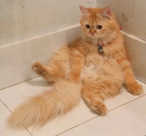 Mèo nhà em rất thích ăn loại này, loại khác không chịu ăn. Mèo nhà em rất thích ăn loại này, loại khác không chịu ăn.