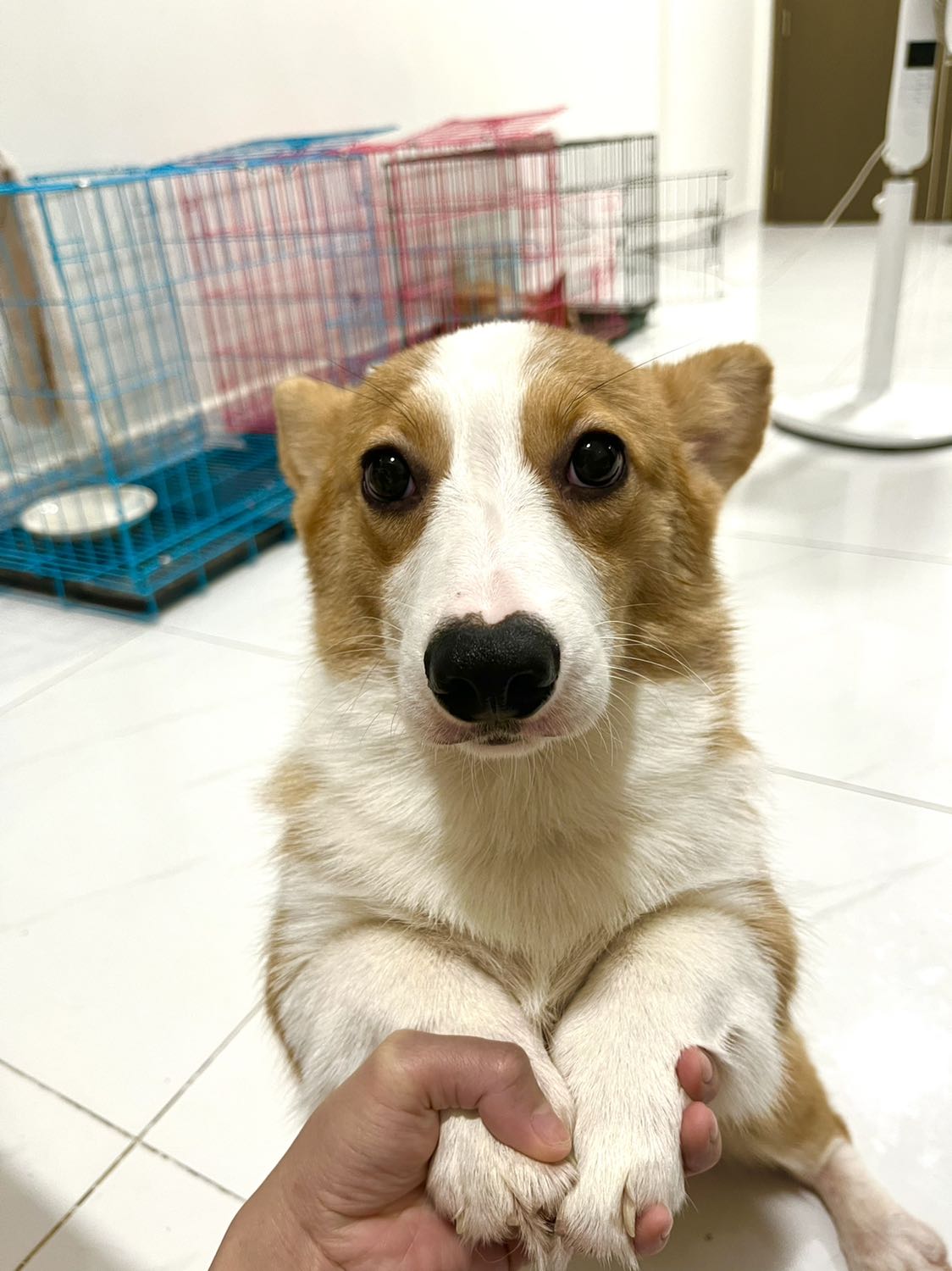 Hạt nhỏ. Ổn. Mùi dễ chịu.