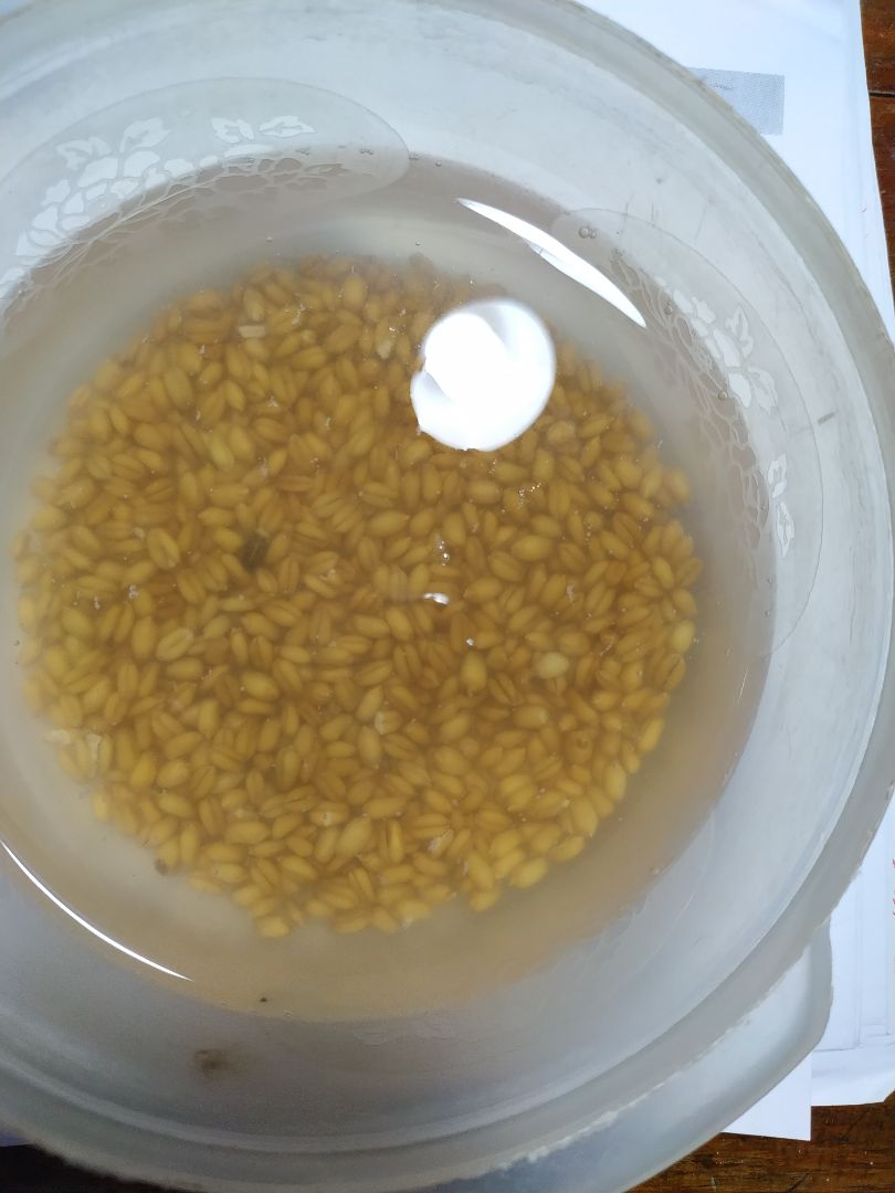 Mình vừa mua 5 gói xong. thấy nhiều mầm mà, có thấy ít mầm như các bạn nói đâu.Nhưng ngâm nước được 24h rồi vẫn chưa thấy có j chuyển biến.