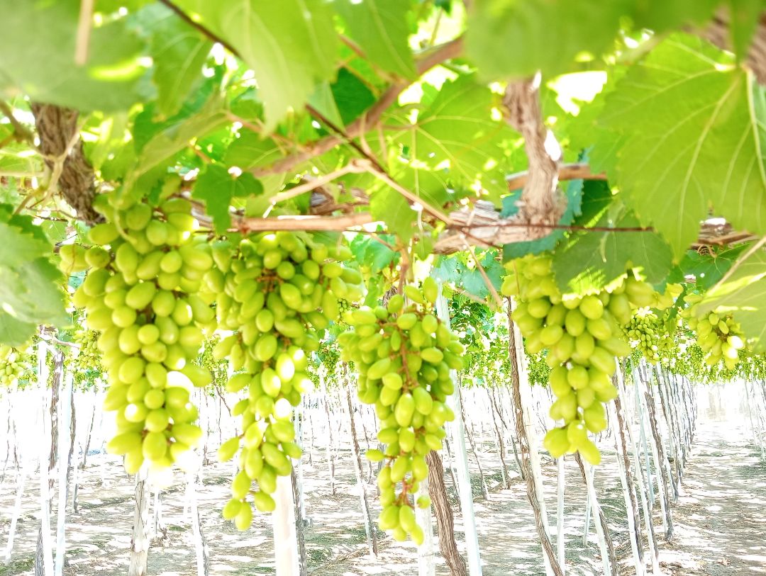 Nhà có sử dụng chiếc xe Vios đời cao lăn bánh 2O16 cam kết không đâm đụng, ngập nước, máy móc nguyên zin, nguyên zin hết cả xe nhé, bảo dưỡng thường xuyên nên rất đẹp và còn chất rất nhiều Xe màu vàng cát nên rất sang trọng, form dáng dài, 4 vành đúc, 4 lốp mới thay, xin nhan tích hợp trên gương, gương kính chỉnh điện
Nội thất nguyên bộ da ghế màu kem, bộ lót sàn 5D, trần nỉ đều cùng tông màu như xe sang