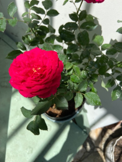 Bao bì đẹp rõ nguồn gốc nói chung hàng chuẩn TIKI đóng gói rất đẹp giao hàng nhanh sẽ ủng hộ tiếp