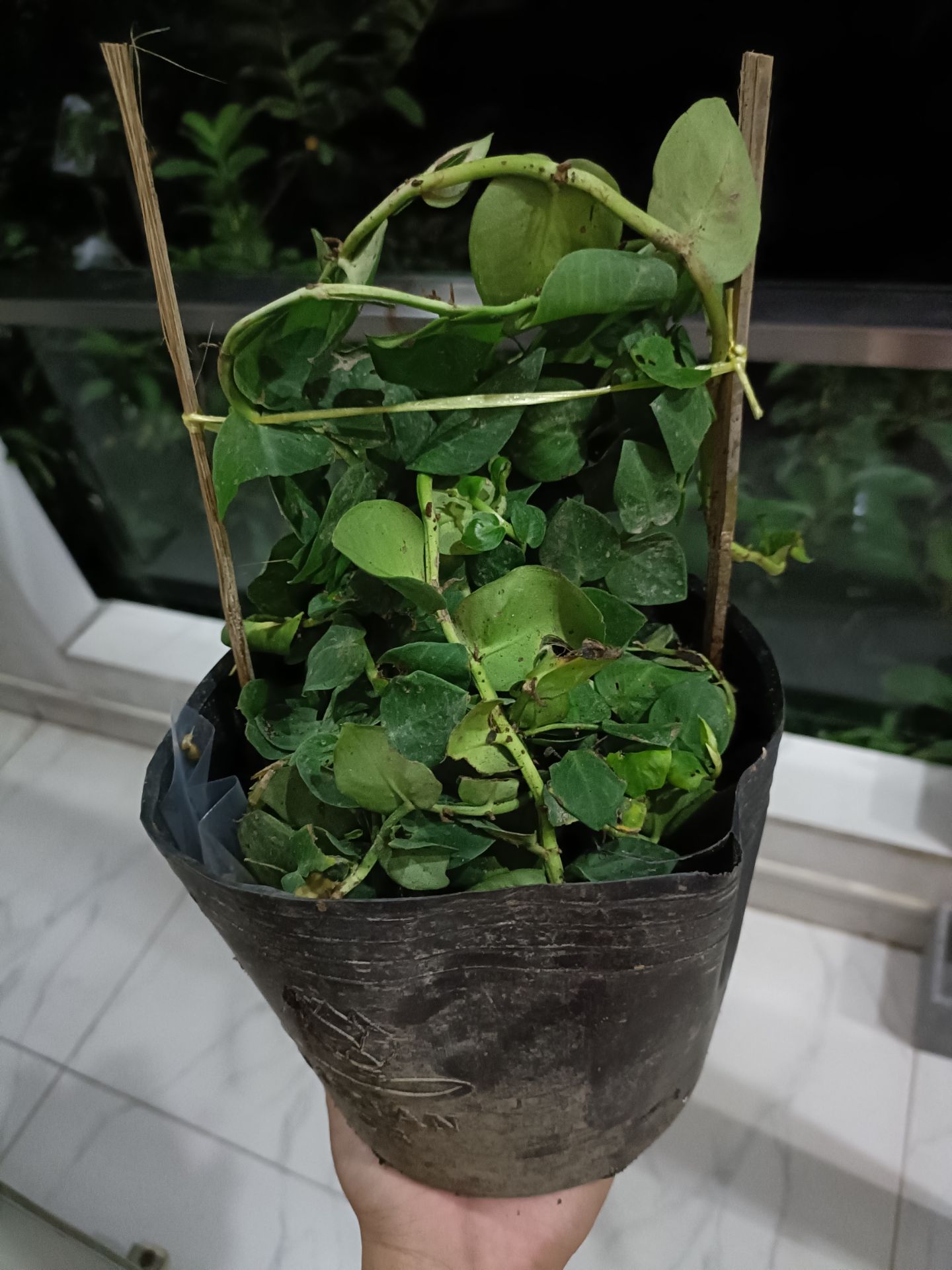 gì vậy trời... thực sự luôn đó trời... nhìn rách nát tả tơi lắm luôn mà giá cũng không hề rẻ...