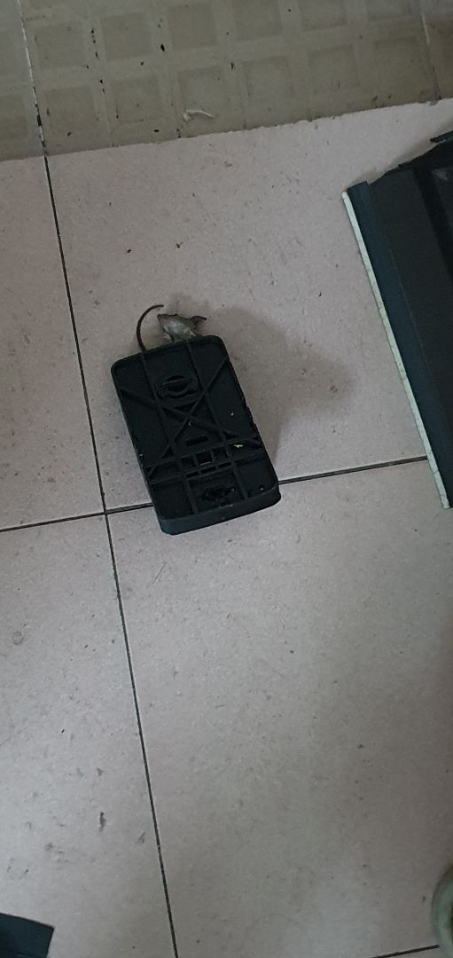 Rất hài lòng, dùng mồi khoai lang đã xử cả một gia đình 4 con trong một buổi tối.