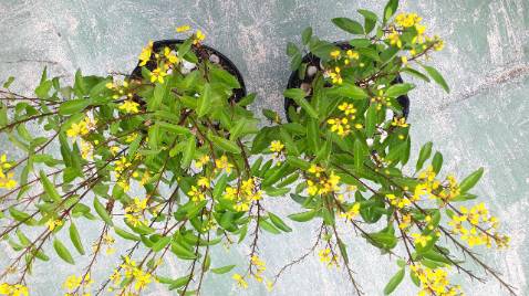 Shop giao cây nở hoa  đẹp có tặng thêm phân bón cây. Shop đóng gói khéo. Đơn vị vận chuyển nhanh. Hài lòng mua ở Shop Phương Quyên uy tín.