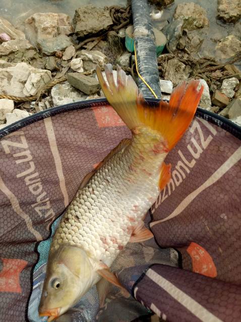 Hình ảnh chỉ mang tính chất minh họa tuyệt vời hgf