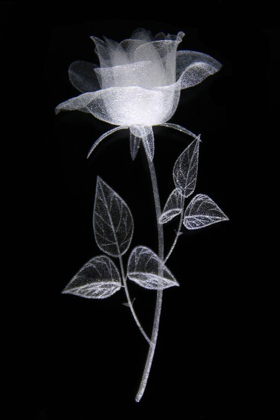 bon lâu lắm rồi mà cây ko thấy cải thiện