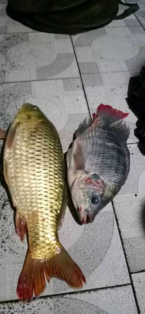 Hàng đúng mô tả. Chất lượng thì qua thời gian mới đánh giá đc. Cơ bản mói tập câu nên chơi hàng rẻ tiền hợp túi tiền thôi.