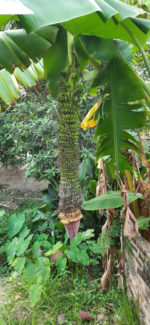 sóng khỏe dùng 2 con cấu hình tự mes sóng khỏe dùng 2 con cấu hình tự mes