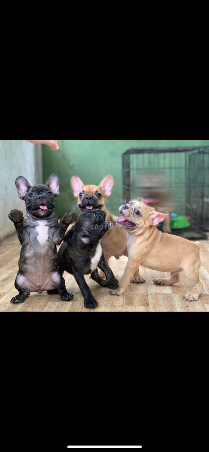 giao nhanh, case mềm chất lượng