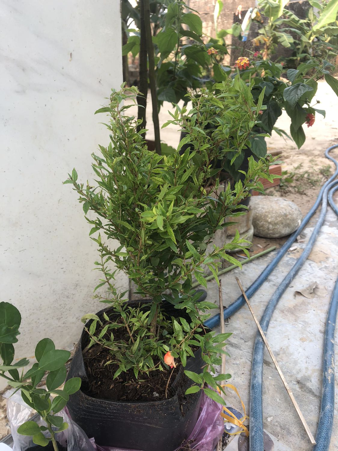 Có hoa luôn! Cám ơn shop...? Không biết lụu gì...? Có phải lực đỏ không shop?