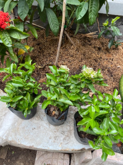 Tốt quá rồi anh