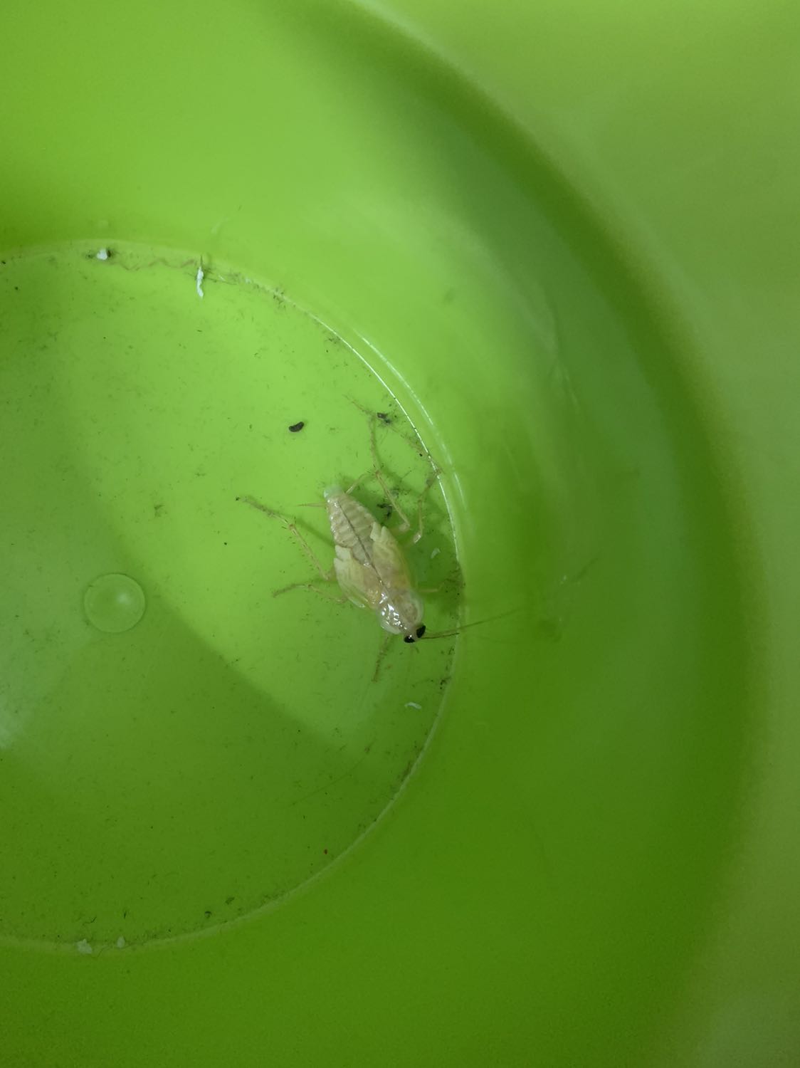 Giao hàng nhanh . Chưa dùng chưa biết thế nào .