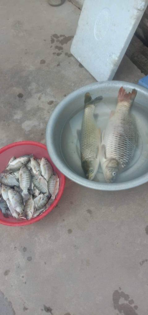 nói chung chất lượng ok