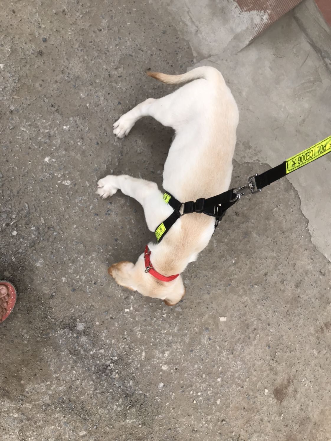 Đã mua hơn chục sản phẩm của shop rồi và sản phẩm nào tôi cũng rất ưng ý. Phải nói shop bán hàng rất có tâm, đóng hàng rất cẩn thận. Dây dắt *** này tuy hơi rộng nhưng tôi vẫn cảm thấy ưng ý vì sản phẩm đúng như hình ảnh, giờ rộng chút nhưng sau này sẽ vừa. Cám ơn shop nhiều nha