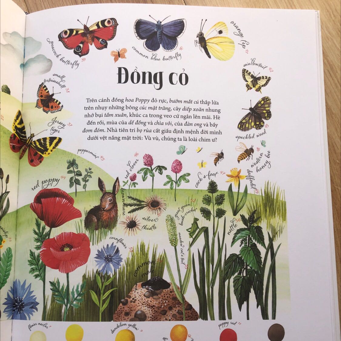 Quyển này mình thích vì nó có tên gọi cho từng màu sắc, chia theo hệ sinh thái riêng từng vùng địa lý. Tuy nhiên nó hợp để tra cứu hơn là để đọc cho bé nhỏ! Mình nghĩ bé tầm 10 tuổi trở lên thích về màu sắc chắc là hợp với quyển này!