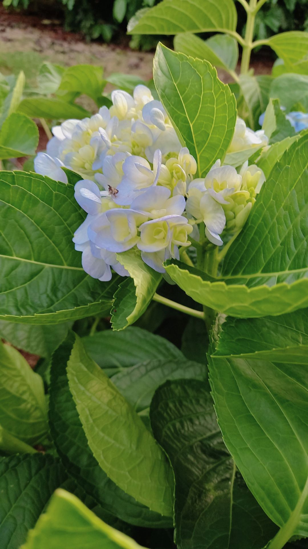 sách tốt, hiệu quả lắm ạ, nhưng mà mẹ em nhận ở nhà, còn em đang ở ngoại 🥲🥲🥲