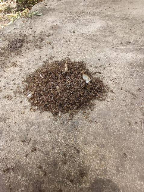 Đèn bắt muỗi chất lượng lắm nhé. Thành quả sau 3 ngày  treo ngoài vườn.