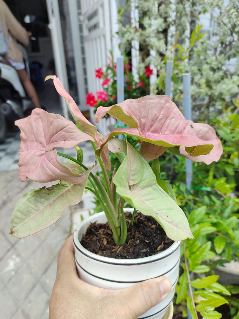 Cây đẹp. tươi tốt. Đóng gói cẩn thận, rất tuyệt.