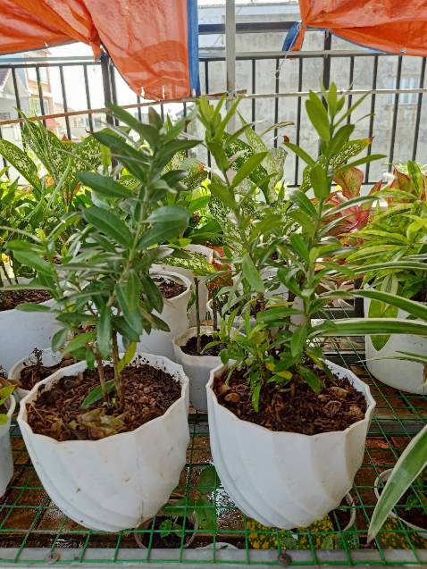 ĐÃ NHẬN ĐƯỢC HÀNG RỒI HÀNG Y MẪU ĐẸP OK SẼ MUA NỮA KHI CẦN