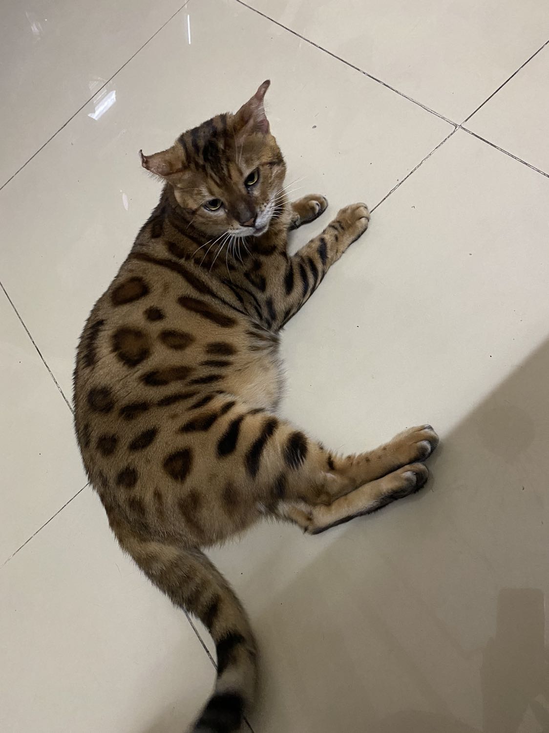 Mua Chuột này cho cùng hãng máy Dell , xài tốt, được tặng kèm một cục pin tiện lợi !