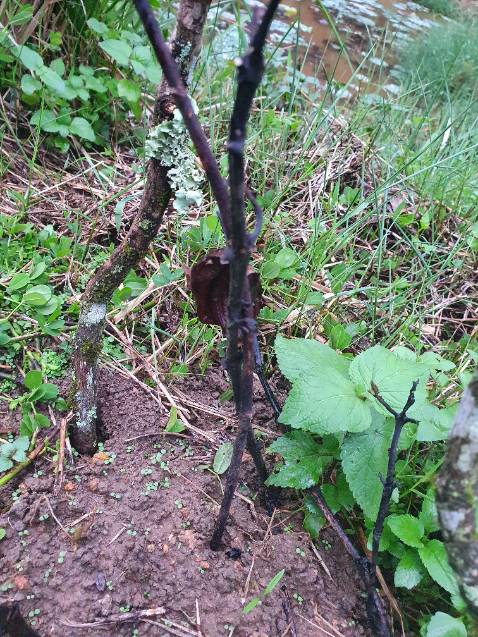 Giao cây gần chết. Shop bảo trồng đi. Đợi mấy ngày cây chết nhắn tin ship im luôn Giao cây gần chết. Shop bảo trồng đi. Đợi mấy ngày cây chết nhắn tin ship im luôn