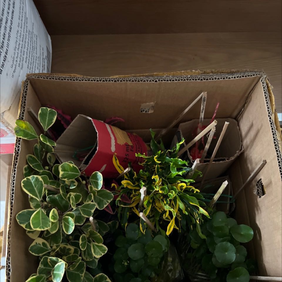 Cây rất xinh mong là sẽ dễ sống