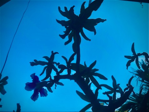 Hương vị rất tuyệt, dùng để rắc khoai tây hoặc những món liên quan đến cheese, cám ơn shop nhiềuu 🥰🥰