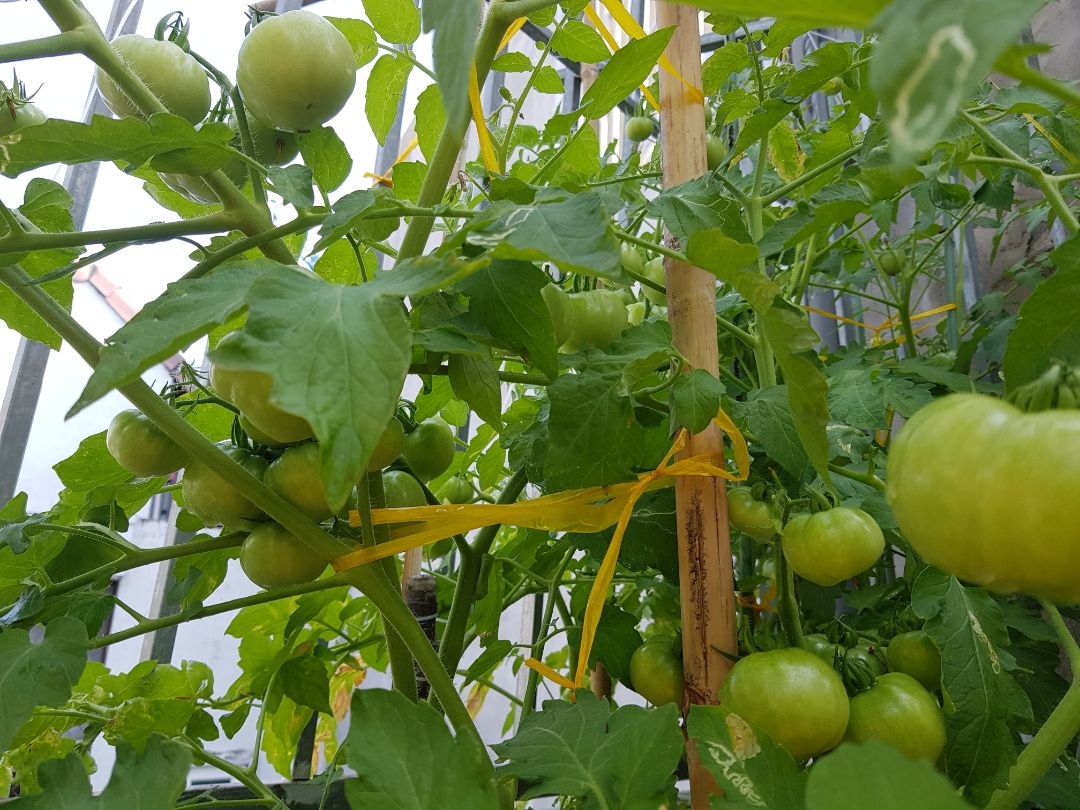 Lần đầu tiên trồng cây và kết quả vô cùng hại lòng.