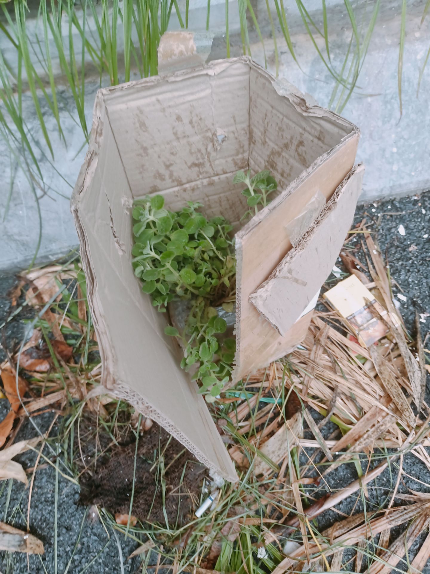 *** đảo,mua cay sen đá thì gửi cây này.lam ăn như chúng m đeo giàu đc đau