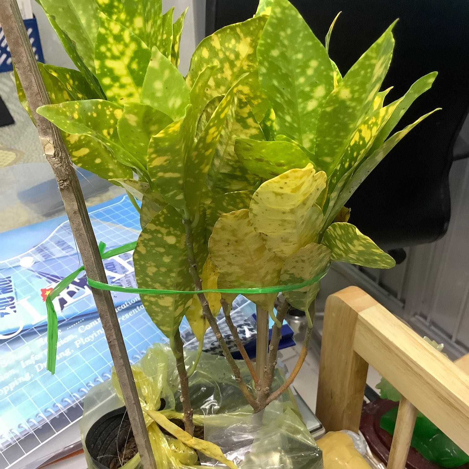 Lá khô héo nhiều, cây bé và ít, chưa gì đã rụng lá