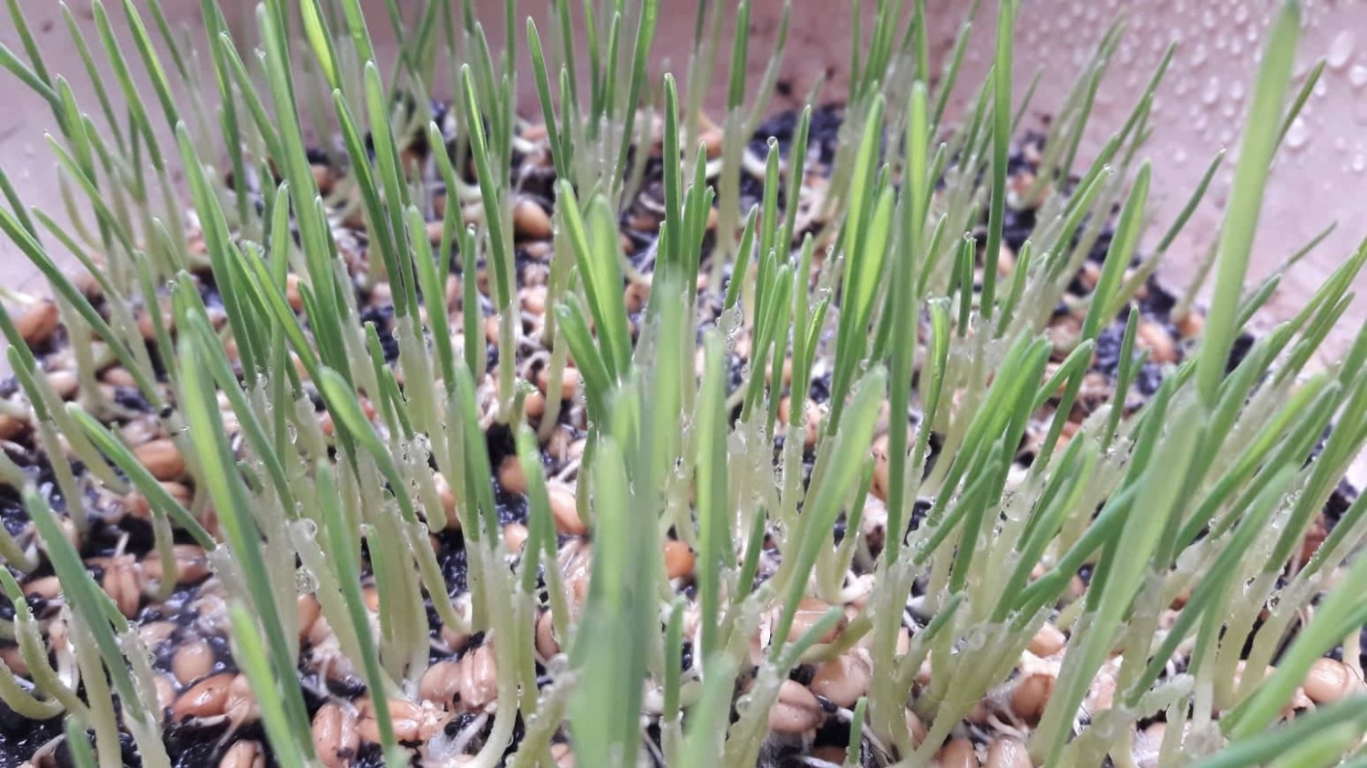 ngại đi xa mua nên quyết định mua thử, mặc kệ review trước đánh giá rất tệ. vậy mà lần đầu tiên trồng hạt nảy mầm 95%, lên thành cây chắc 80% do mình làm úng mất một ít.
Các bạn có thể google cách trồng hoặc tham khảo cách mình trồng nhé:
Bước 1: Ngâm nước ấm khoảng 10h (1 phần nước sôi - 3 phần nước lạnh)
Bước 2: Ủ hạt trong khăn ẩm khoảng 12h, lâu lâu thêm nước để khăn luôn ẩm nhé. Lúc này hạt sẽ nhú mầm
Bước 3: Rải hạt lên đất (mình chỉ cho 1 lớp mỏng đất chưa tới 1cm). Dùng khăn, giấy báo che lại tránh ánh sáng mặt trời 2 ngày đợi mầm lá mọc dài chút (khoảng 1-2cm)
Bước 4: Để chậu ra nắng bình thường, đợi thêm 3 ngày là thoải mái cắt cho các bệ hạ, hoảng hậu thưởng thức
ảnh đầu là mình chụp cuối bước 2 (sau 1 ngày), ảnh kế là sau khi gieo 4 ngày
cho 4 sao vì mắc quá, túi bé tí mà 24k